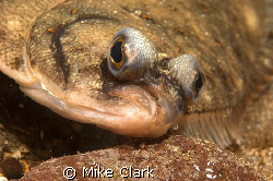 Plaice face close up, nikon d70 60mm lens and twin strobes by Mike Clark 